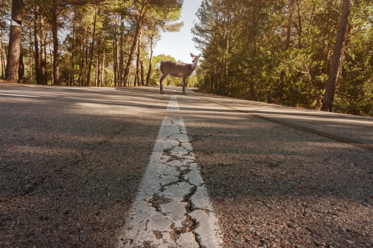 La Oficina del Sheriff dijo que si ves a un ciervo sobre la vía debes tener cuidado, porque usualmente habrán más en las zonas cercanas, ya que viajan en manada.