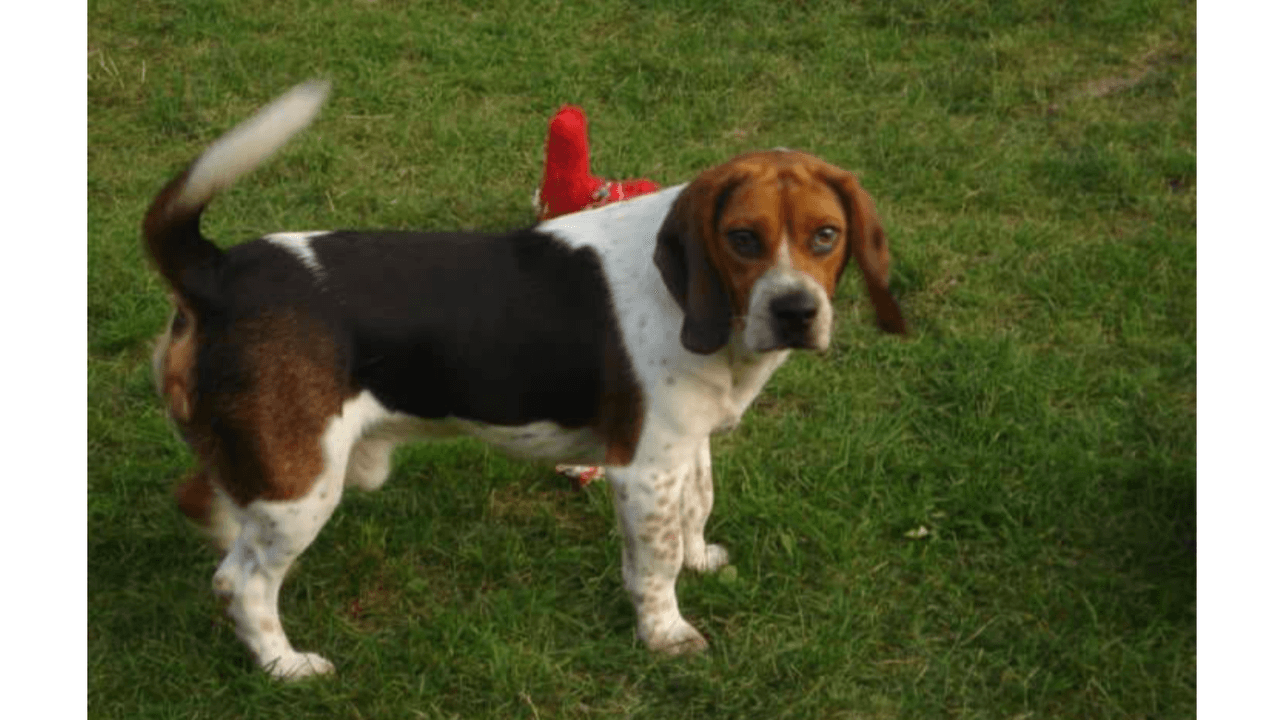 "Este es el perro mas noble. Su nombre es Bingo".