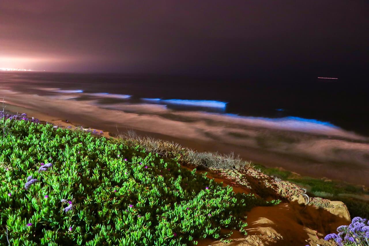 Se trata del fenómeno luminiscente causado por la marea roja, de acuerdo con los expertos. El efecto no ha podido ser pronosticado, ni tampoco se sabe a ciencia cierta cuánto durará. Los que la han visto aseguran que es un espectáculo natural único.