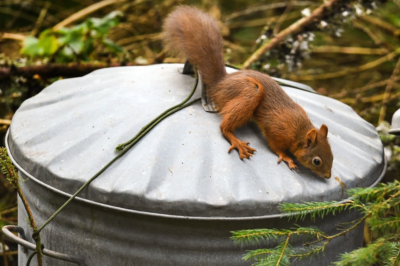 ABERFOYLE, SCOTLAND - SEPTEMBER 28: Red squirrels feed in the Trosssachs on September 28, 2018 in Aberfoyle ,Scotland. Autumn sunshine is forecast for large parts of the UK for the weekend, despite a dip in temperatures overnight. (Photo by Jeff J Mitchell/Getty Images)