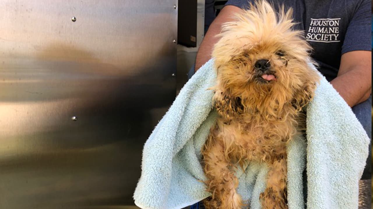 Muchos de ellos enfermos.