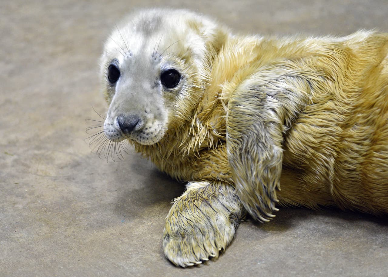 La población de los zoológicos y acuarios de América del Norte es de 25 focas grises en 10 instalaciones, incluidas las cinco focas grises del Brookfield.