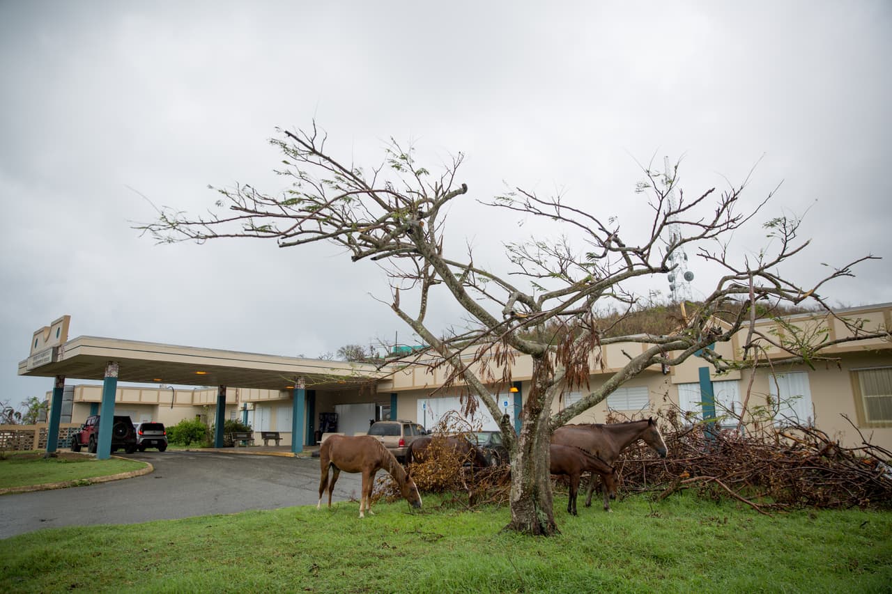 El hospital de la isla municipio de Vieques está cerrado hasta que sus autoridades puedan resolver los problemas de electricidad y agua. En su puerta frontal, un grupo de caballos pastaba.