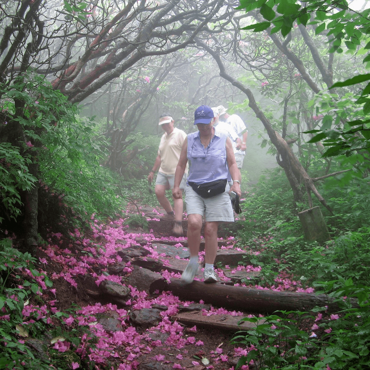 <b><a href="https://www.blueridgeheritage.com/destinations/craggy-gardens/">Craggy Gardens (Black Mountain)</a></b>. Craggy Gardens ofrece uno de los miradores más impresionantes de Blue Ridge Parkway. Impresionantes vistas de las montañas Blue Ridge se extienden hasta Tennessee al oeste y hacia el centro de Carolina del Norte al este. Estas vistas se pueden disfrutar desde el área de estacionamiento cerca del Centro de visitantes de Craggy Gardens y a lo largo de las rutas de senderismo cercanas.
<br>
<br>
<b><a href="https://goo.gl/maps/2LA1D8y3QCcrbv1D6">Cómo llegar</a></b>