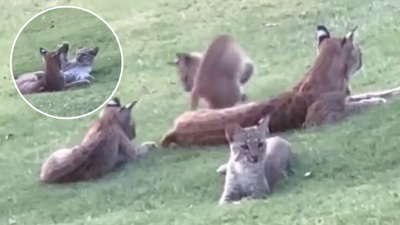 Gatos monteses son captados jugando en un campo de golf en el norte de Texas