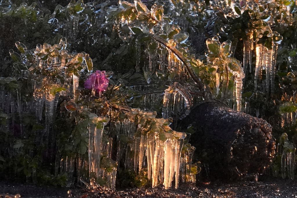 Ni las plantas ornamentales sobrevivieron a las bajas temperaturas en Plant City, una ciudad en el centro oeste de Florida, más cerca de la bahía de Tampa. Allí 
<b>el termómetro marcaba 27 grados Fahrenheit ( -3 Celsius)</b> durante la mañana del domingo 1 de febrero.
