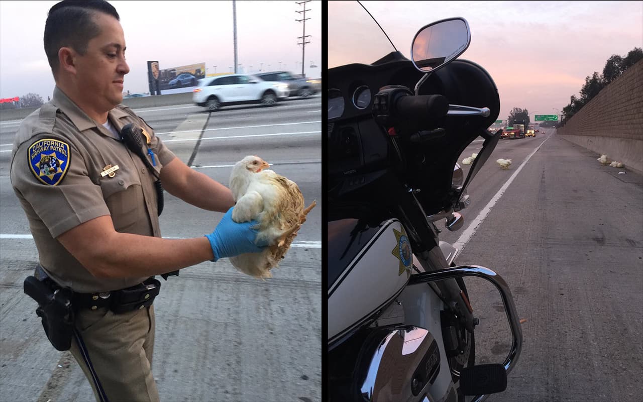Varias docenas de pollos sueltos ocasionaron caos en la autopista 605 en Los Ángeles