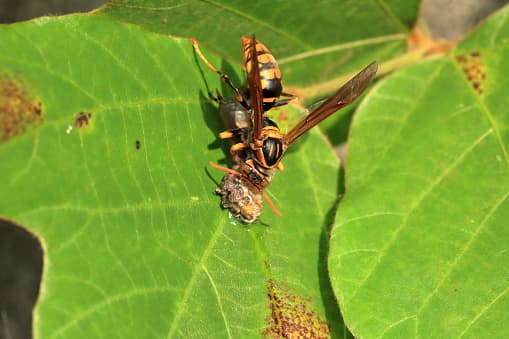 El grupo trabajará en los esfuerzos de detección de los puntos fronterizos y de puertos de entradas. A su vez, el equipo también ayudará con los esfuerzos de mitigación para proteger las poblaciones de abejas melíferas de Texas y aunará esfuerzos de identificación a nivel estatal si es necesario.