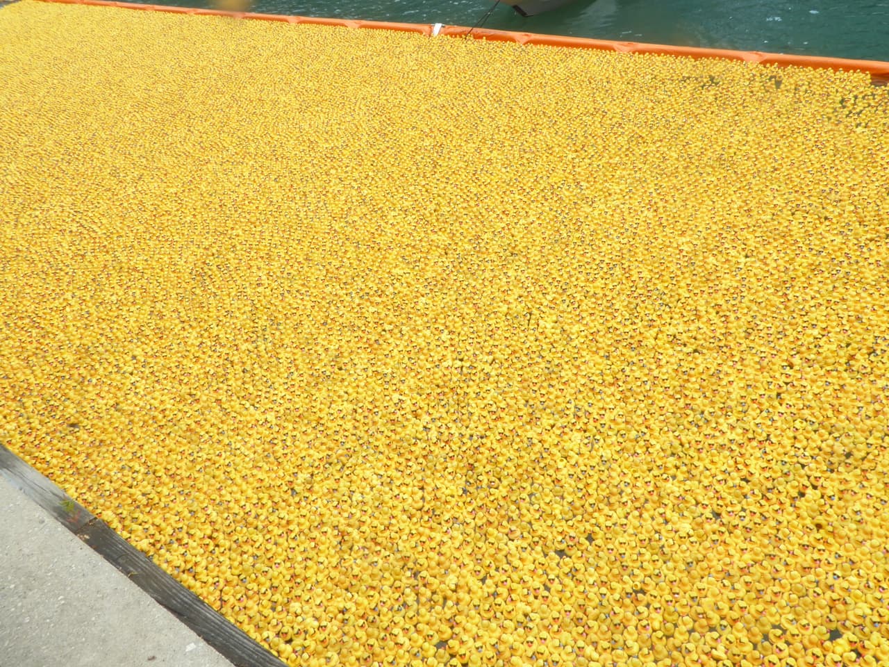 Al acabar la carrera, los patitos son reciclados para el año siguiente.