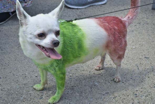 Decenas de perritos se disfrazaron y personificaron en tradicionales vestimentas para festejar el 5 de Mayo.