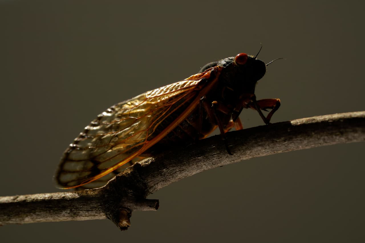 Un perro emitía un extraño zumbido con su hocico y el video de su dueña se volvió viral