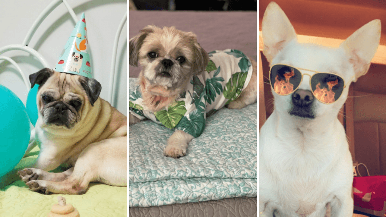 Mascotas adoptadas, princesas, mejores amigos y amores de cuatro patas, son algunas de las palabras que usuarios del norte de Texas usan para describir sus mascotas amadas.
<br>