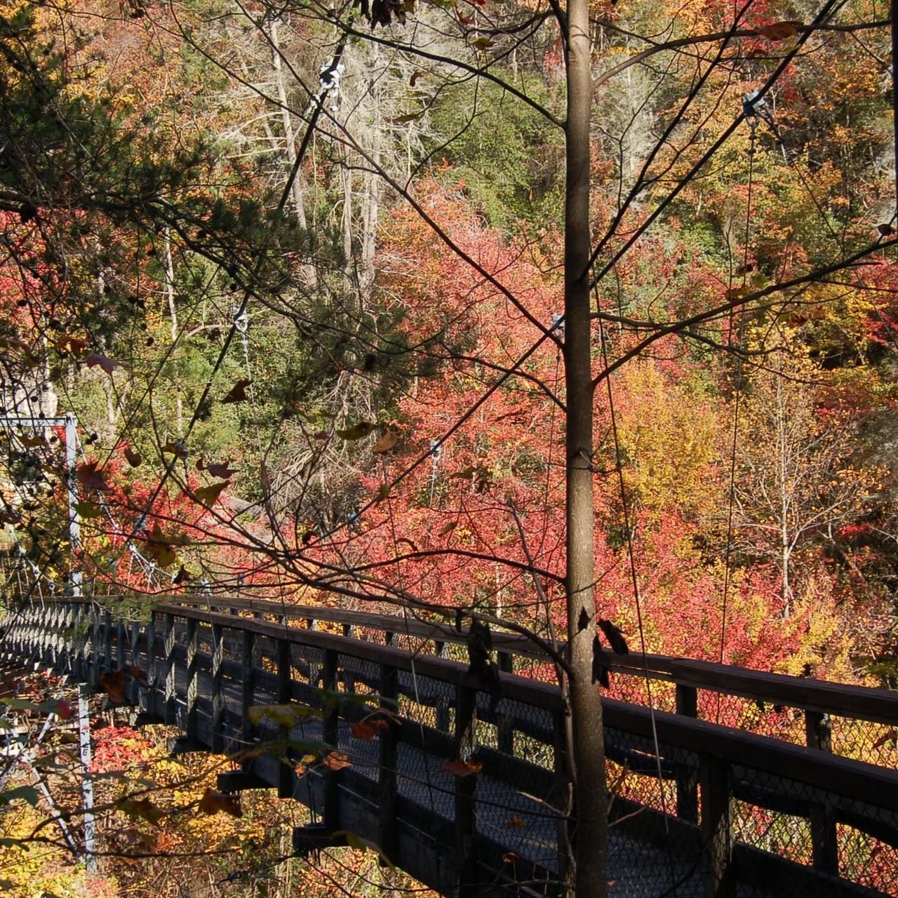 <a href="https://gastateparks.org/TallulahGorge"><b>Tallulah Gorge State Park</b></a>. Tallulah Gorge siempre es un parque deslumbrante e impresionante, pero te lo pierdes si no lo has visto en el otoño. Es un cañón famoso con oportunidades para caminar a lo largo del borde para ver coloridos robles y arces. Es un lugar ideal para practicar senderismo y también kayak en rápidos.
<br>
<br>
<a href="https://goo.gl/maps/Q6E9w7BvZy4ipsCbA"><b>Cómo llegar</b></a>