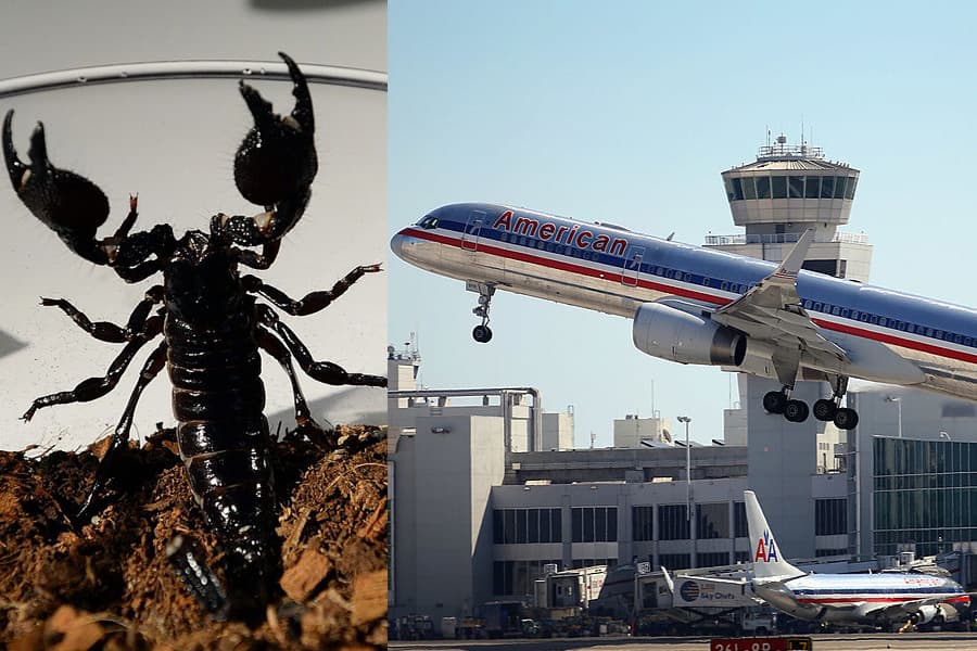 Cancelan vuelo de American Airlines tras hallar un escorpión a bordo