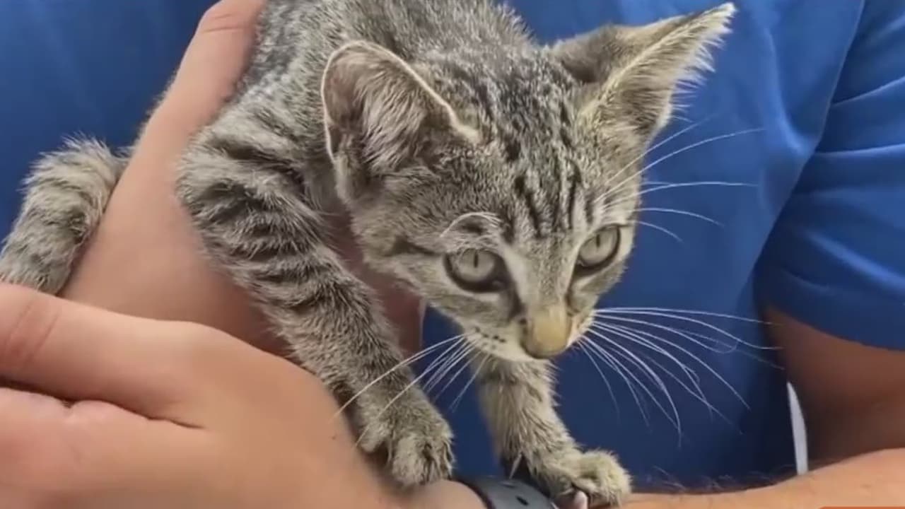 El rescate del gato Uber: enfermera muestra su gran corazón al hacer de todo por salvar a un animalito