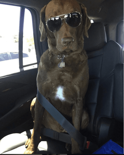 ¡Wow! Ni quien tenga una duda de que este guapo labrador es todo un conquistador ¿Qué opinas de esta súper pose de copiloto?