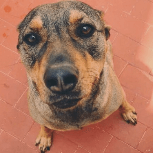 Consuelo tiene muchos amigos peludos y en esta ocasión te presentamos a ‘Mochito’, ¿qué te dice su mirada?
<br>