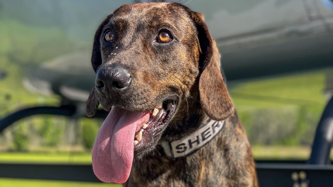 Policía de Pasco presenta a su nuevo integrante: "Woodie", un perro de la raza Plott 