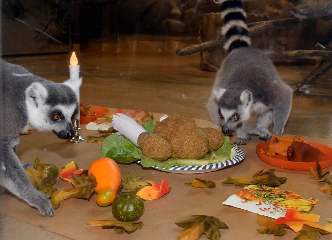 Sam Bass (izquierda) y Skinner, disfrutan de su fiesta anual de Acción de Gracias preparada por el personal de cuidado de animales.