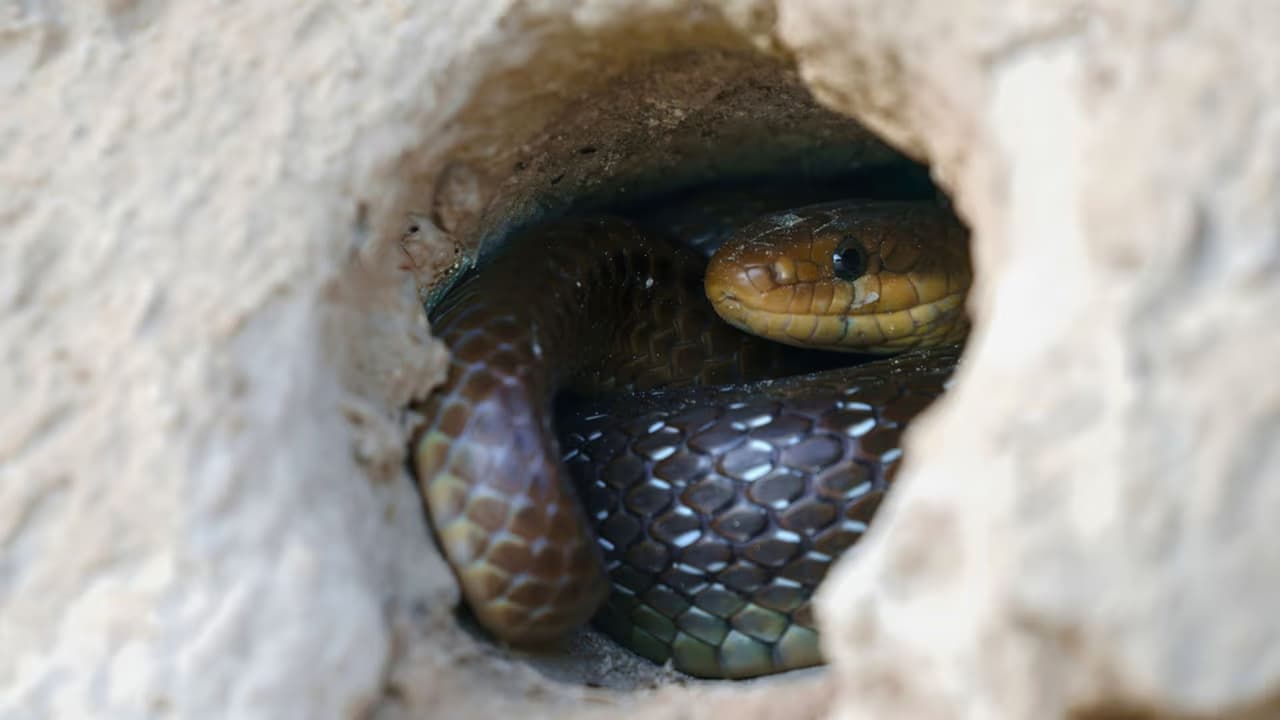 <h3 class="cms-H3-H3">Dónde es más probable verlas</h3> No existe una sola zona de riesgo. 
<b>Depende del hábitat. </b>
<br>
<b>El este de Texas, </b>con más vegetación y humedad, concentra especies como cottonmouths y algunas cascabeles. 
<br>
<b>El centro y el oeste </b>tienen una mayor presencia de rattlesnakes adaptadas a terrenos secos. 
<br>La western diamondback, en particular, se encuentra 
<b>en casi todo el estado,</b> excepto en el extremo este. 
<br>En la práctica,
<b> el riesgo no está solo en áreas rurales. </b>
<br>También aparece en
<b> vecindarios, parques urbanos, senderos y zonas cercanas a agua</b> o vegetación densa.