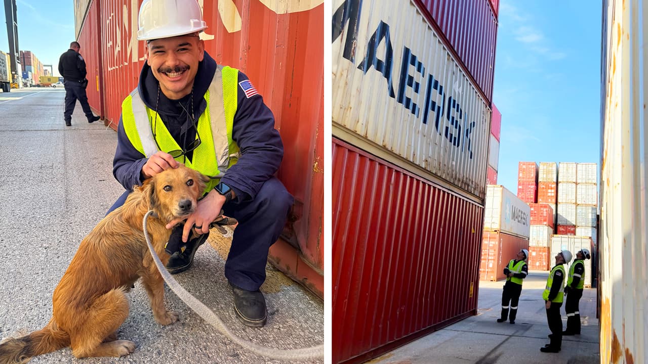 Hallan una perrita dentro de un contenedor en el puerto de Houston; estuvo ocho días atrapada