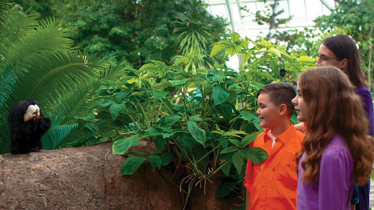 En el Moody Gardens en Galveston puedes explorar las selvas tropicales de Asia, África y las Américas dentro de la pirámide de la selva tropical.