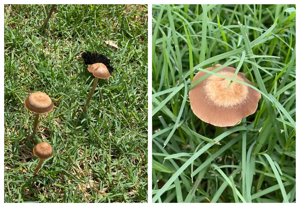 Algunos hongos en el patio que aparecen después de las lluvias en Texas podrían ser tóxicos