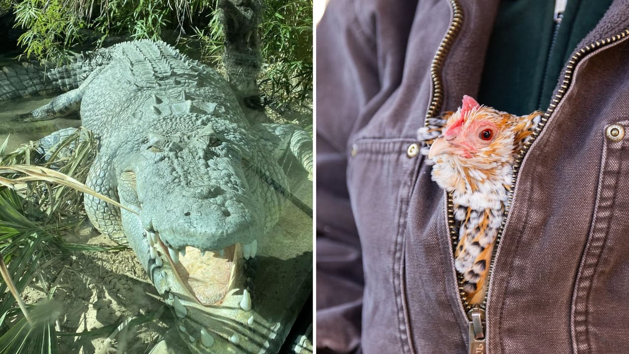 <h3 class="cms-H3-H3">Precios y horarios: </h3>
<br>Los boletos, que 
<b>habitualmente tienen un costo de $19 para adultos y $15 para niños</b>, se reducen a la mitad los miércoles. Es 
<b>un ahorro considerable, especialmente si tienes varios niños en casa</b>. Además
<b>, el zoológico abre desde las 10:00 a.m. hasta las 5:00 p.m.</b>, por lo que tienes todo el día para explorar.