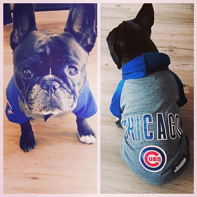 Fans de los Cubs comparten su emoción en las redes sociales por el inicio de los temporada.