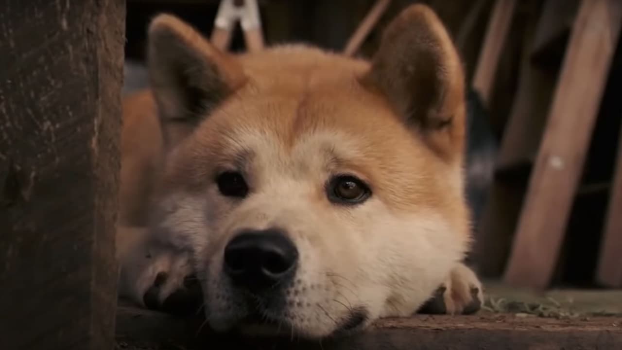 'Hachi: A Dog's Tale'