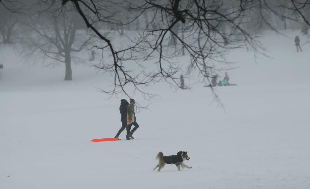 Los perros también disfrutan de la nieve en el Prospect Park de Brooklyn.