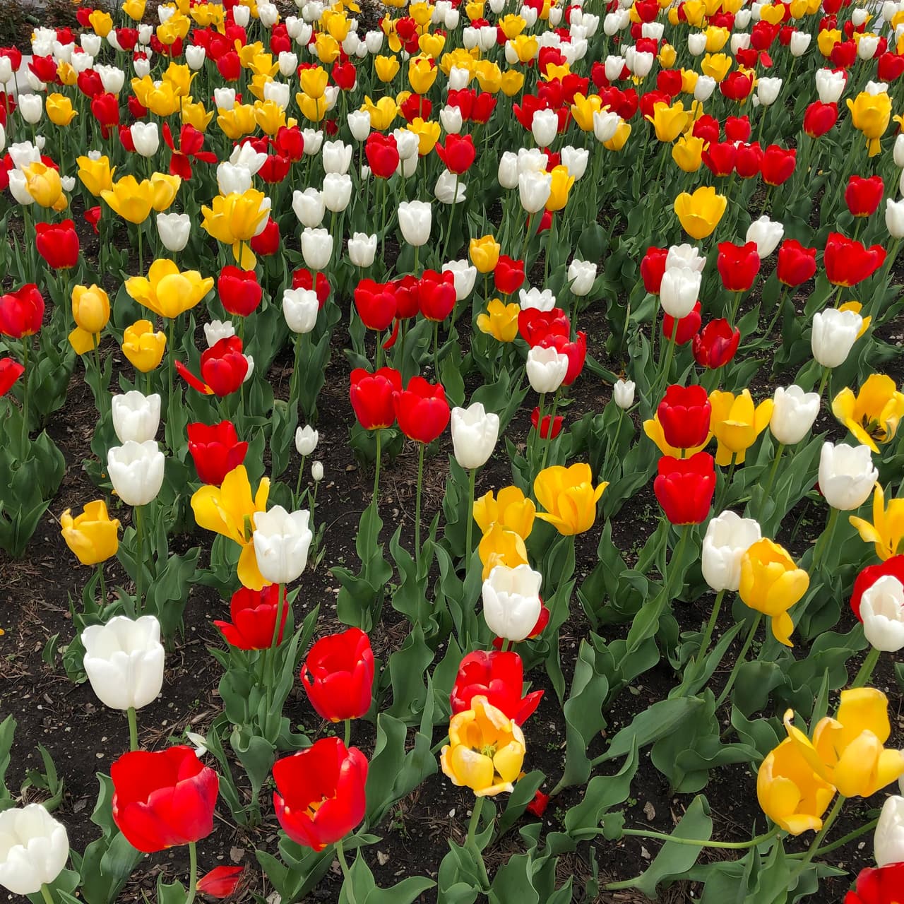 El 
<a href="https://www.chicago.gov/city/en/depts/cdot.html" target="_blank">departamento de transportes de la ciudad de Chicago (CDOT) </a>es el responsable de diseñar las exhibiciones de temporada y mantiene todas las macetas medianas de Michigan Avenue, desde Roosevelt hasta Oak Street.