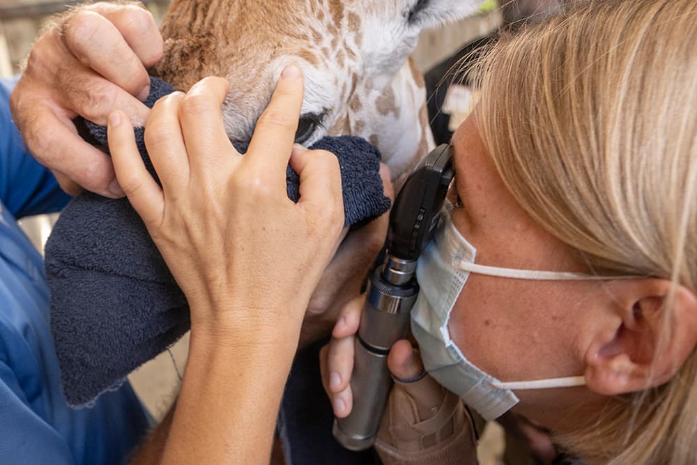 Afortunadamente todo parece estar bien.
<br>