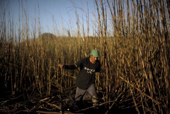 Fue en la conquista cuando llegó al continente americano.