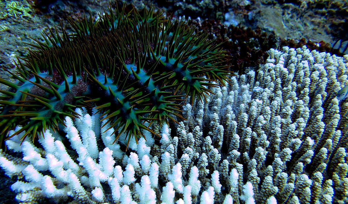 Los científicos encontraron muchas estrellas de mar de corona de espinas en la isla Alamagan. Estos invertebrados espinosos se alimentan de tejido coralino. Aquí, la estrella del mar dejan solamente el esqueleto de este coral de Acropora en su estela. En gran número, estos pueden causar daños significativos a los arrecifes de coral, pero en pequeñas cantidades, son un componente clave natural del ecosistema de los arrecifes.
