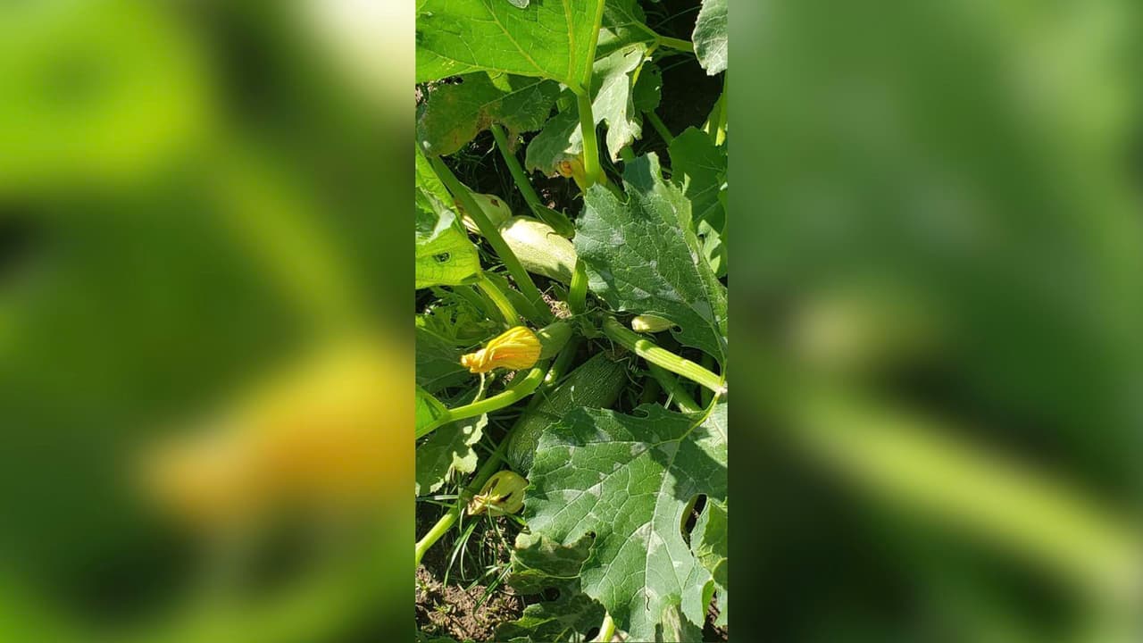 "Mi cultivo de calabaza!!"