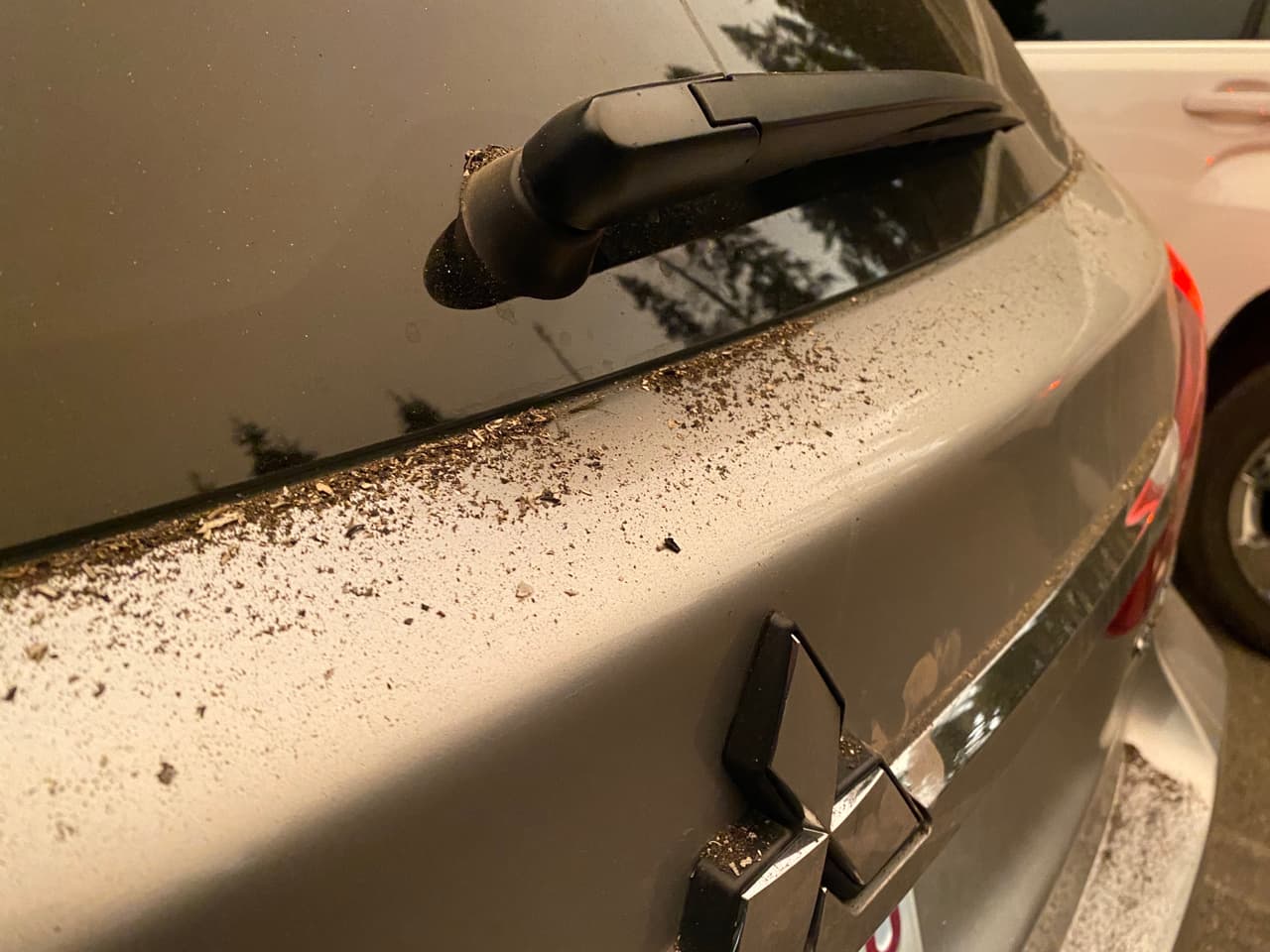 El panorama es desolador, ya que las expectativas de extinguir el fuego se preveen para un mes más. Tiene un cero por ciento de contención, y la gran cantidad de árboles muertos en la zona, además de las condiciones secas y las altas temperaturas dificultan la tarea de los bomberos.