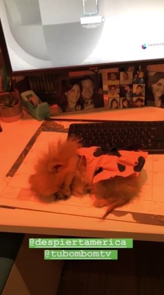 El conductor venezolano la encontró descansando en uno de los escritorios de Univision. Sin duda, fue una mañana de múltiples emociones y nuevas experiencias con sus amigos del show.