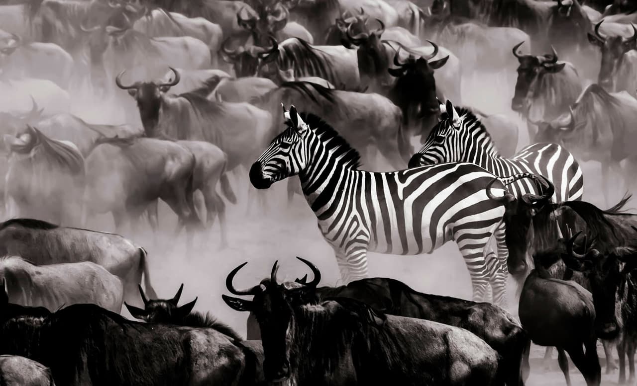 <b>‘La calma antes de la tormenta en el río mara’</b>
<br>
<br>“Todos los motores se apagan y todo lo que se puede escuchar es la alta tensión de los animales a punto de pasar uno de los cruces más peligrosos del río Mara”, en Tanzania, cuenta sobre esta imagen el fotógrafo.
<br>
<br>El portal de
<i>Vital Impacts</i> muestra las imágenes que han sido donadas por los fotógrafos, y se puede ver los tamaños de impresión y el precio de venta.