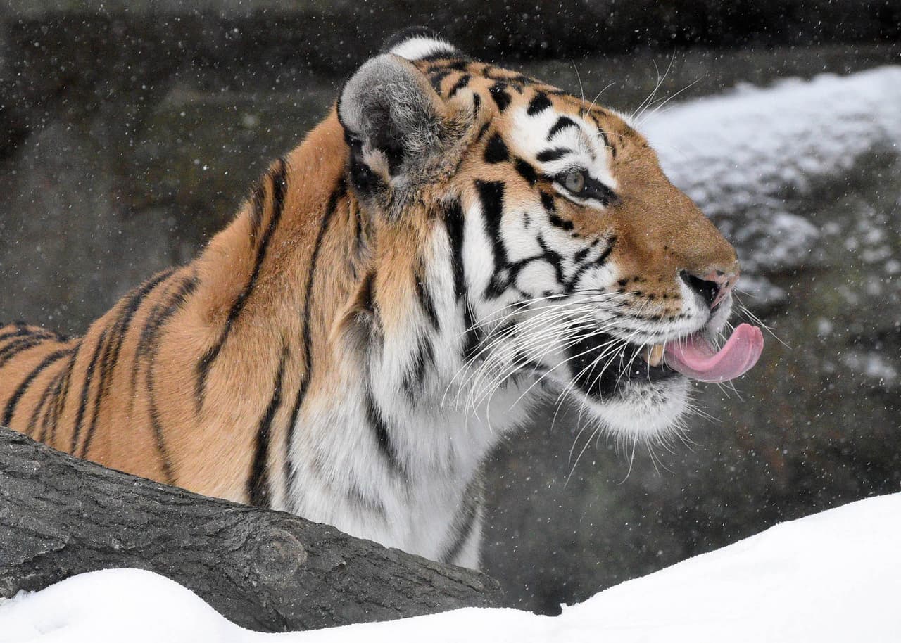 Whirl, un tigre de Amur en el zoológico de Brookfield, no parecía molesto por la nevada.