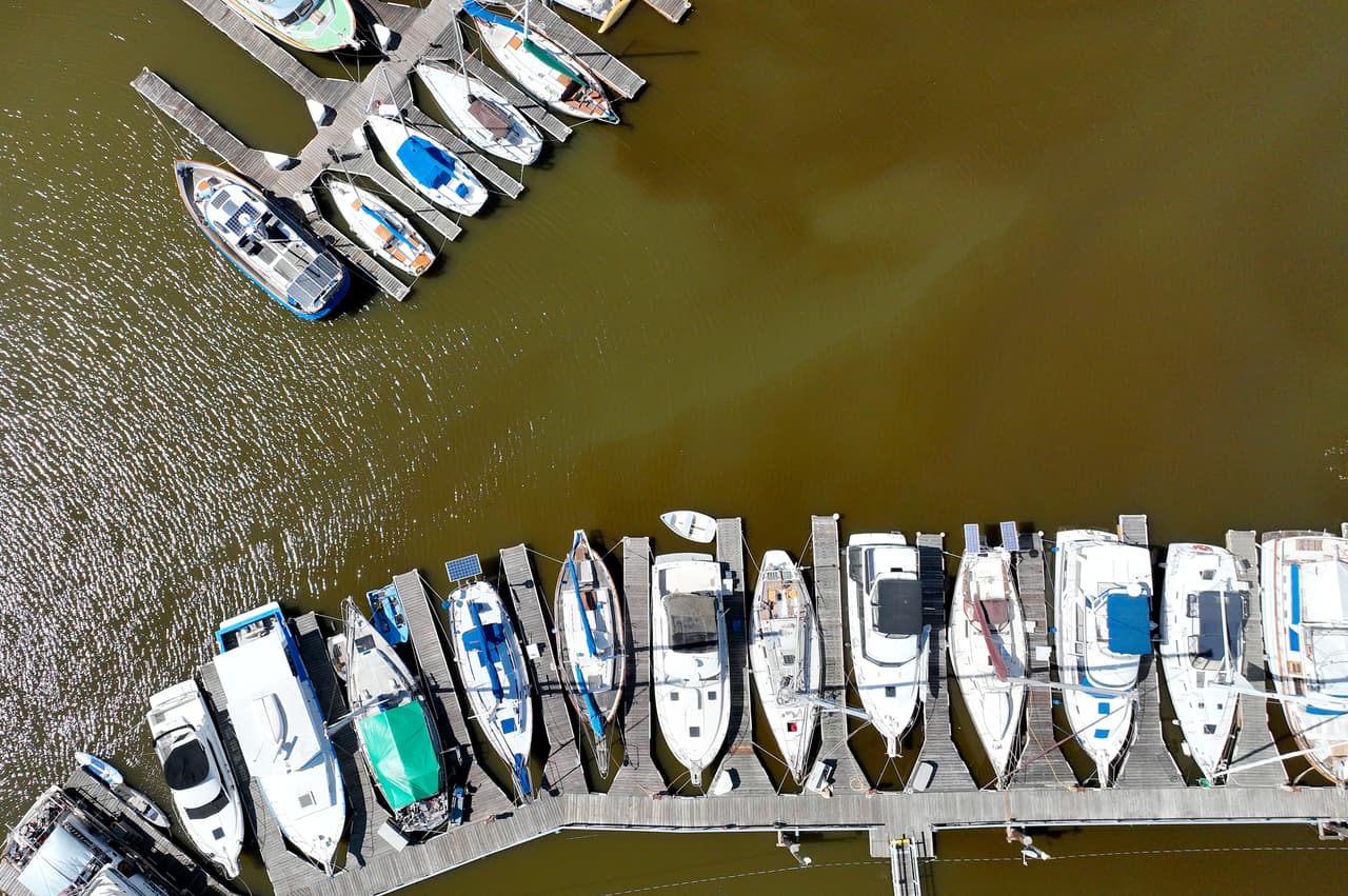 "Este tipo de organismo se ha detectado antes en la bahía de San Francisco, pero no a este nivel", dijo Jenna Rinde, científica ambiental sénior del Departamento de Pesca y Vida Silvestre de California. "Realmente no entendemos los mecanismos que están causando estas muertes de peces".