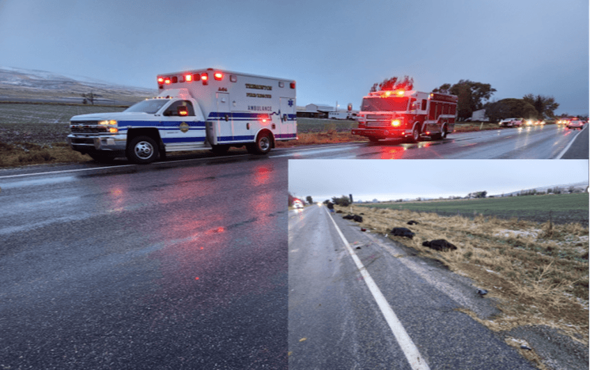 14 vacas mueren atropelladas en la carretera del condado de Box Elder     