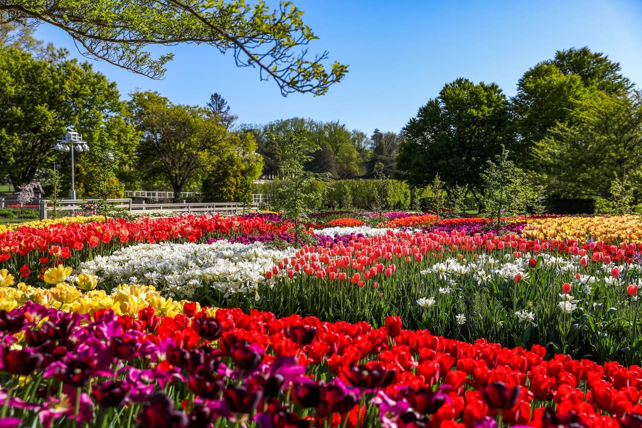 Un estudio mostró que aumentar la copa de los árboles de 
<a href="https://www.univision.com/local/philadelphia-wuvp/el-credito-tributario-de-3-600-por-hijos-traera-cambios-para-allentown-filadelfia-y-reading">Filadelfia </a>en un 30% podría salvar a cientos de residentes de una muerte prematura cada año. Las investigaciones muestran que los árboles aumentan el compromiso social, la salud mental y la actividad física al tiempo que disminuyen el estrés. Los residentes de Filadelfia pueden obtener un árbol joven gratis para plantar en sus jardines esta primavera a través de un programa destinado a aumentar la cobertura de árboles de la ciudad.