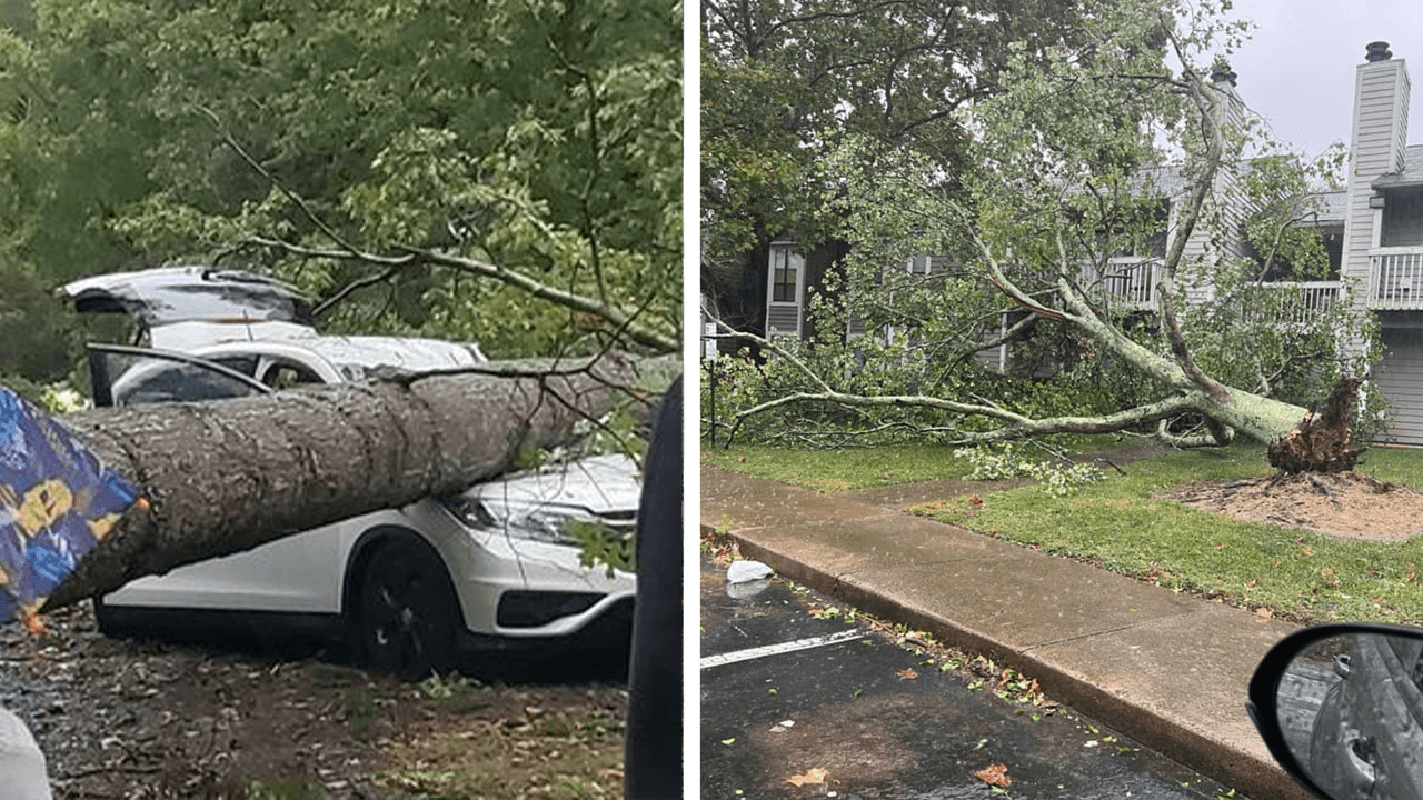 "Yo diría que el vecino": hispano sufre la caída de un árbol en su casa, ¿pero quién paga por los daños?