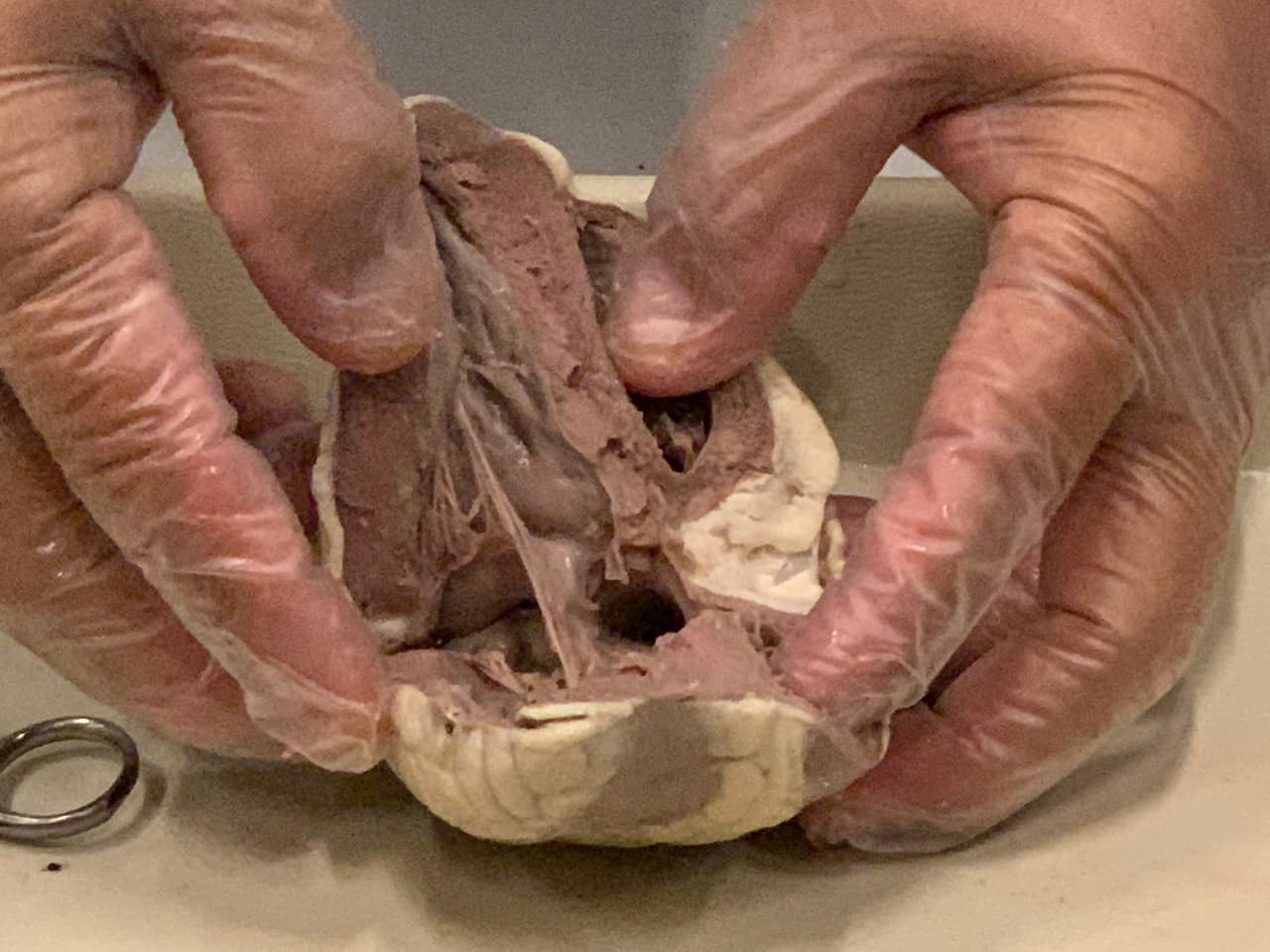 Este es un corazón de un borrego el cual utilizan para estudios porque su anatomía interna es muy parecida a la del humano.