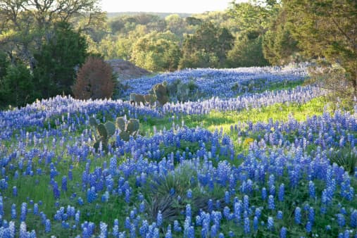 Gobernador de Texas anuncia cierre de parques estatales para evitar más contagios de coronavirus