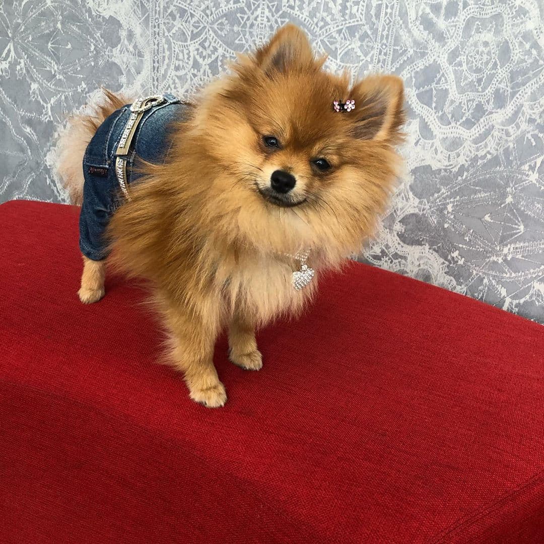 Bombom estrenó este jumpsuit, pero más allá de la ropa, la belleza está en la actitud, y miren a esa distinguida mascota.