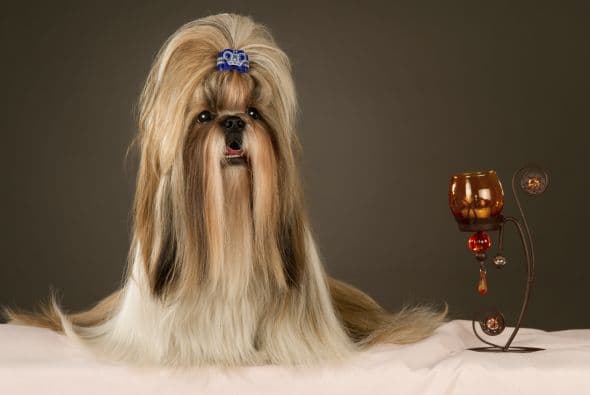 Vivirían entre 11 y 14 años. No suelen sufrir de mayores problemas de salud, excepto por alguna irritación en la piel. ¡Cepíllalo seguido!