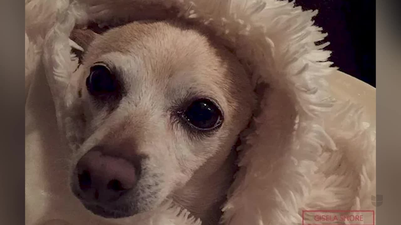 Perro de Florida gana Récord Guinness por ser el más viejo del mundo