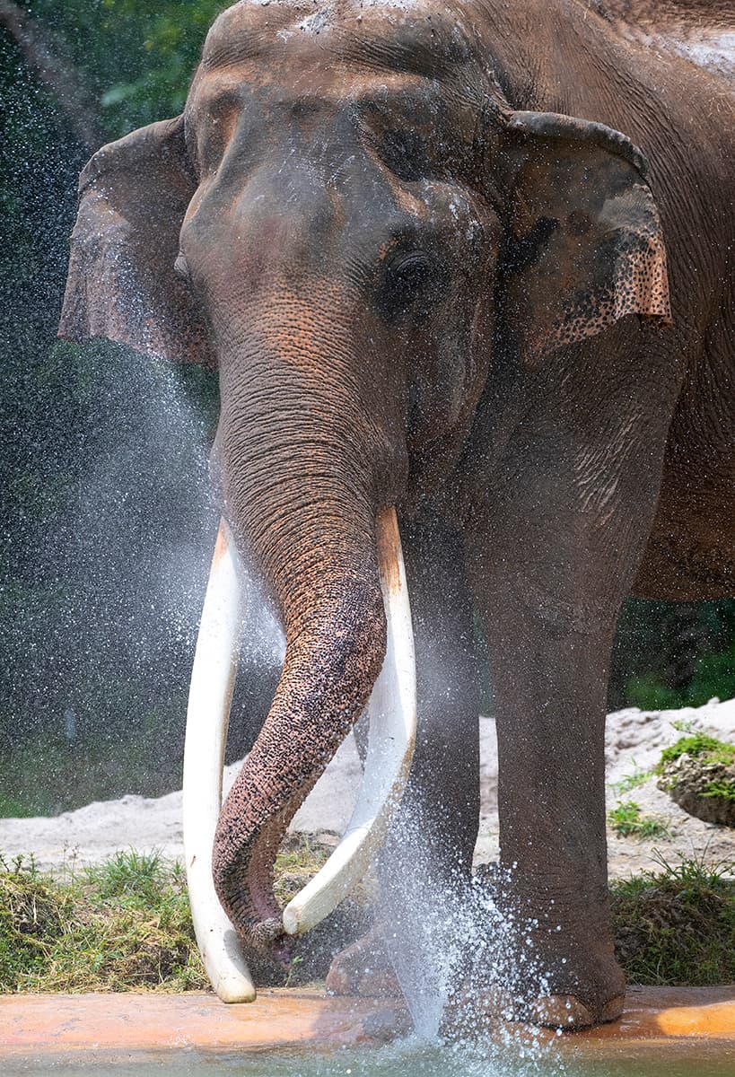 De acuerdo con el Zoológico de Miami, Dalip “fue sacrificado humanamente, después de que lo encontraron acostado en su hábitat y sin poder levantarse”. Informaron que el elefante venía sufriendo un deterioro en su salud debido a su edad, y las últimas pruebas realizadas demostraron que ya no podría recuperarse.
